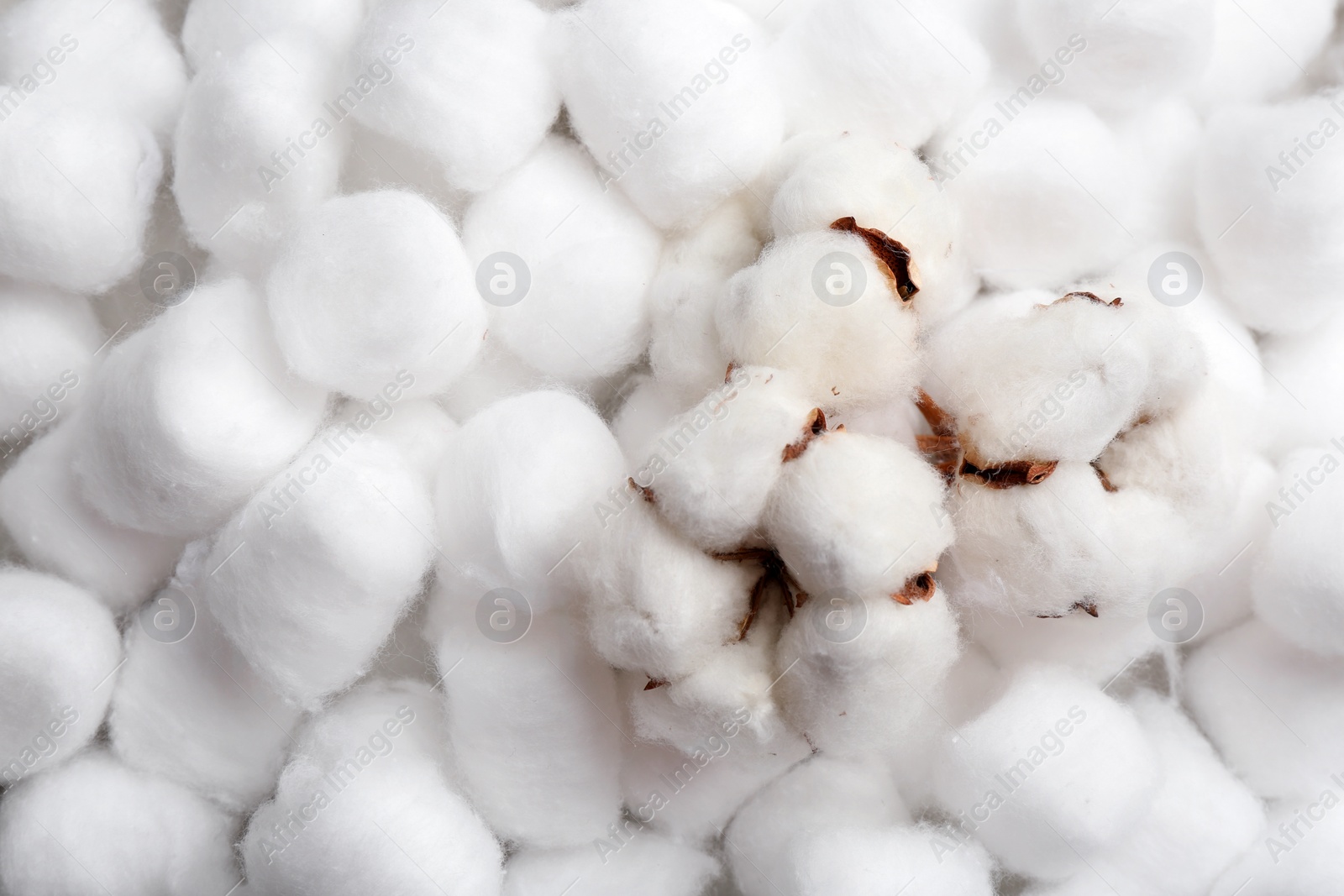 Photo of Fluffy flowers and space for text on cotton balls, view from above