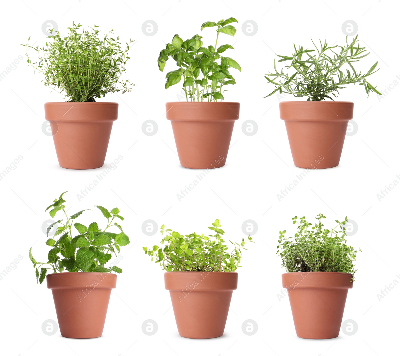 Image of Collage with different herbs growing in clay pots isolated on white. Thyme, oregano, lemon balm, basil and rosemary