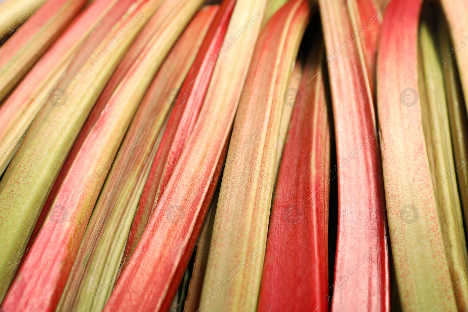 Photo of Many ripe rhubarb stalks as background, closeup