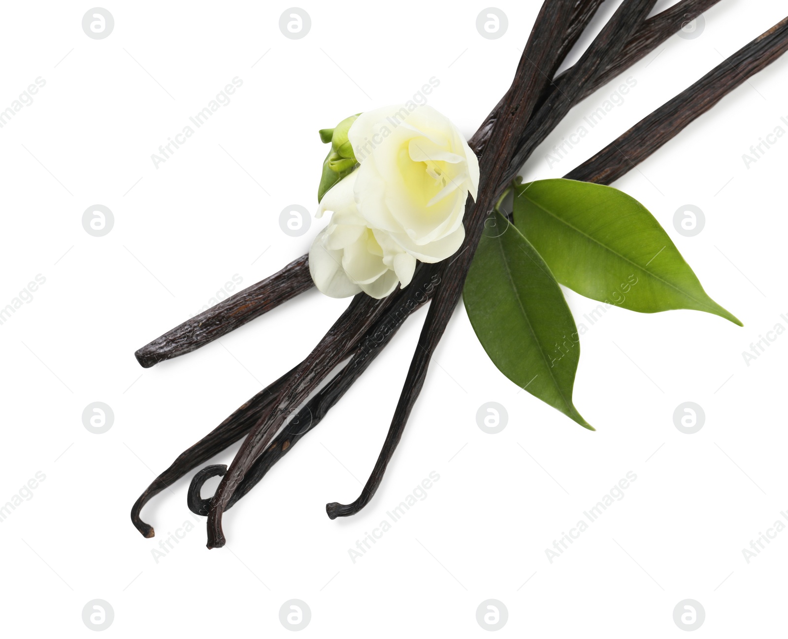 Photo of Vanilla pods, green leaves and flowers isolated on white