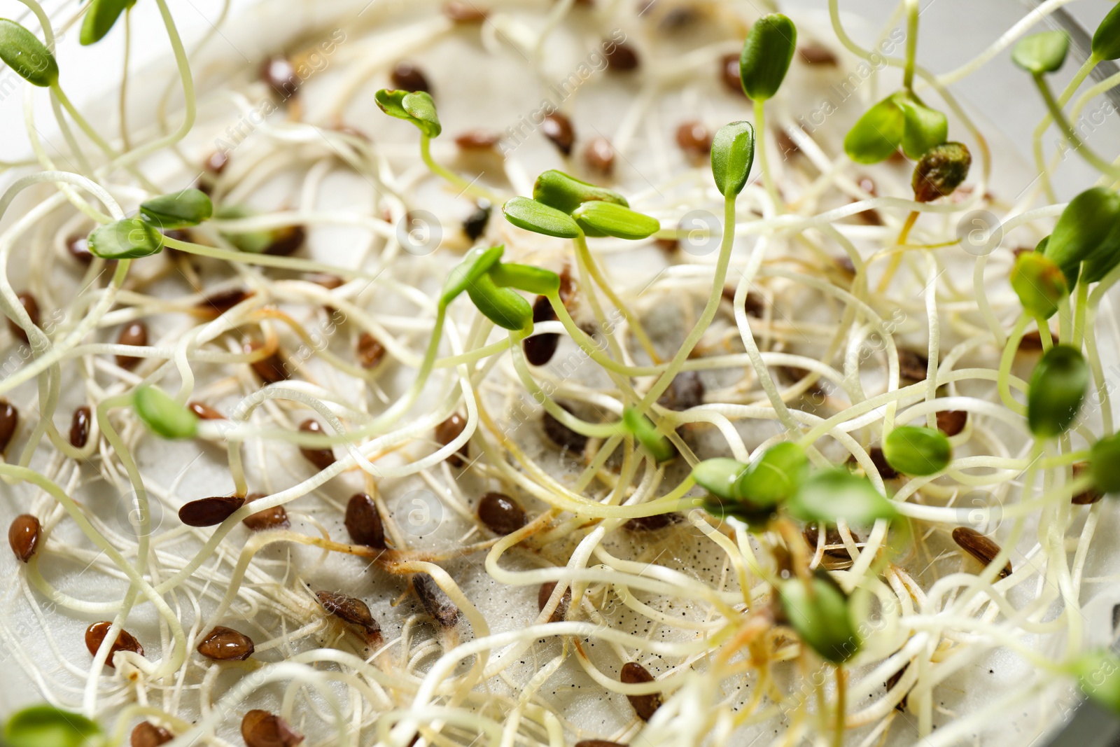 Photo of Germination and energy analysis of flax seeds, closeup. Laboratory research