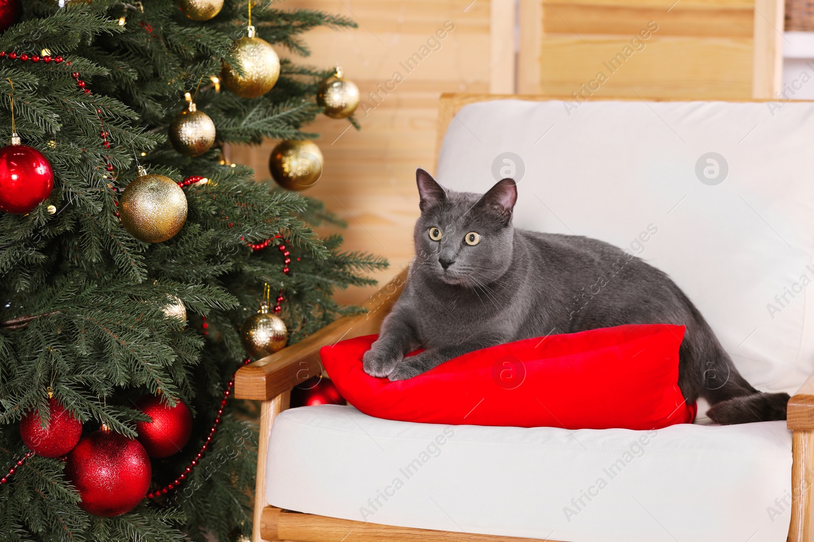 Photo of Cute cat on armchair near Christmas tree at home
