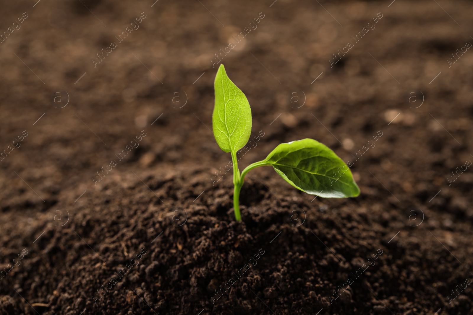 Photo of Young plant in fertile soil, space for text. Gardening time