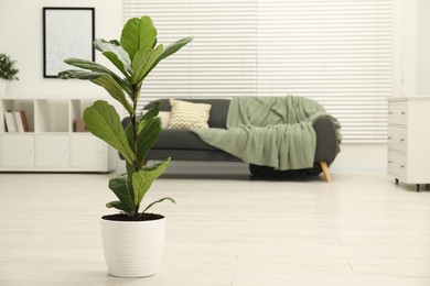Photo of Fiddle Fig or Ficus Lyrata plant with green leaves in room, space for text