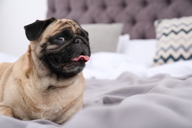 Happy cute pug dog on bed indoors