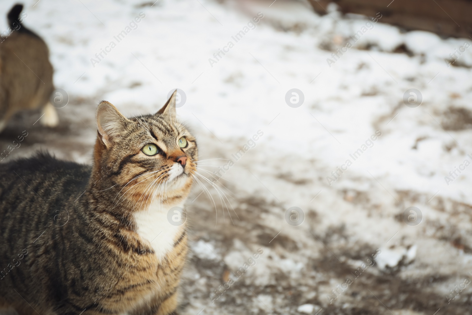 Photo of Homeless cat outdoors on winter day. Abandoned animal