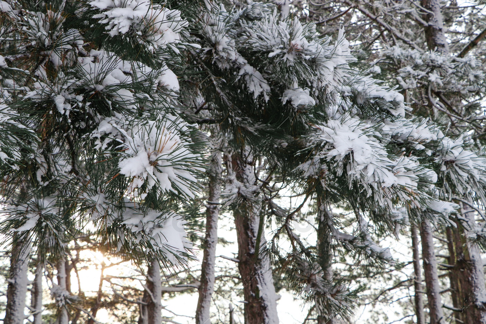 Photo of Conifer tree branches covered with snow in forest