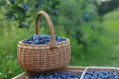 Photo of Tasty ripe blueberries outdoors, space for text. Seasonal berries