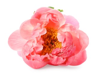 Photo of Beautiful blooming pink peony isolated on white