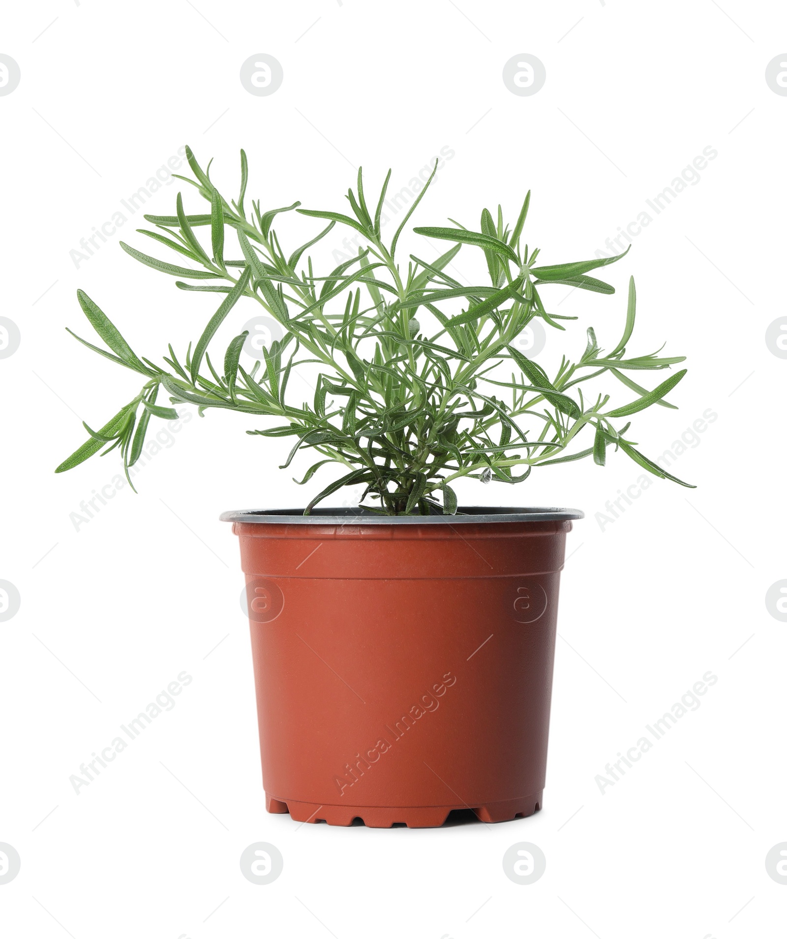 Photo of Aromatic green rosemary in pot isolated on white