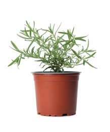 Aromatic green rosemary in pot isolated on white