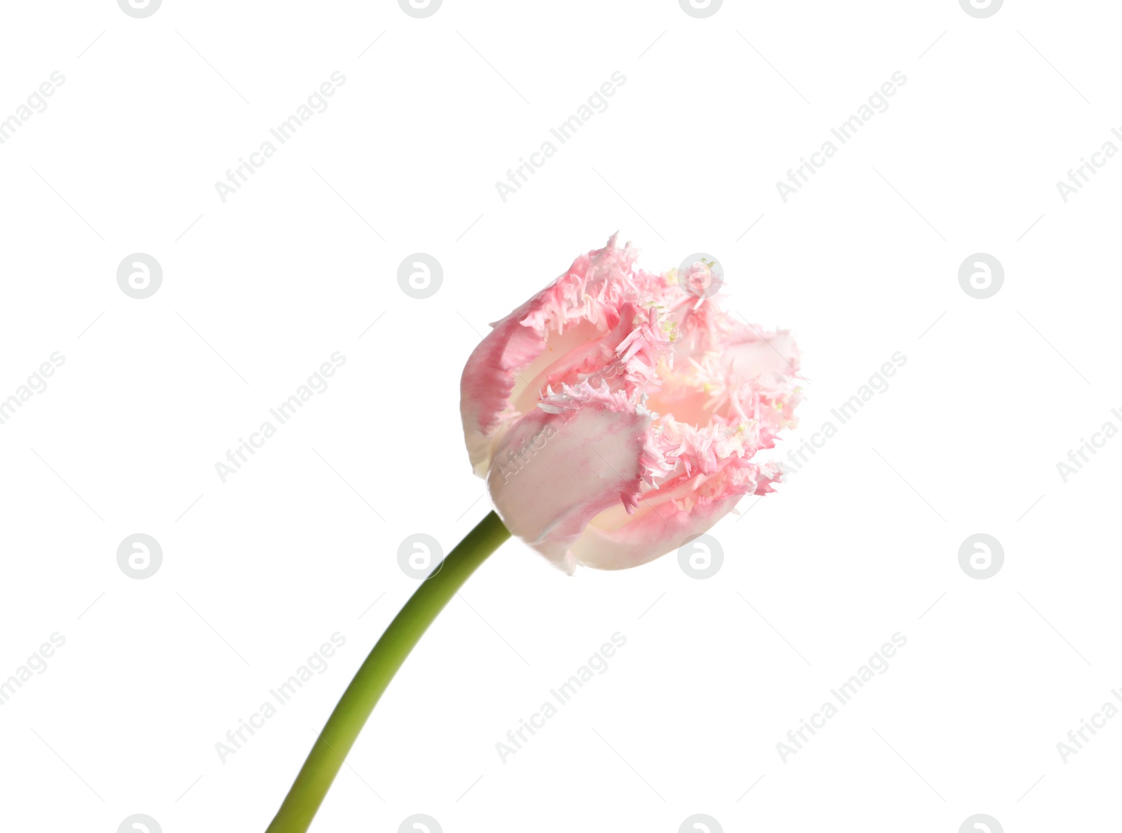 Photo of One beautiful tulip flower isolated on white