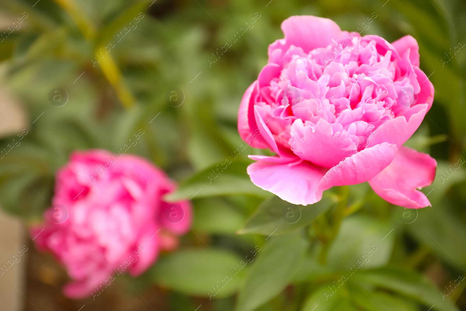 Photo of Beautiful blooming pink peony outdoors, closeup. Space for text