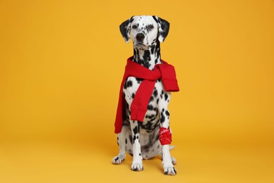 Photo of Adorable Dalmatian dog with red sweatshirt and bandana on yellow background