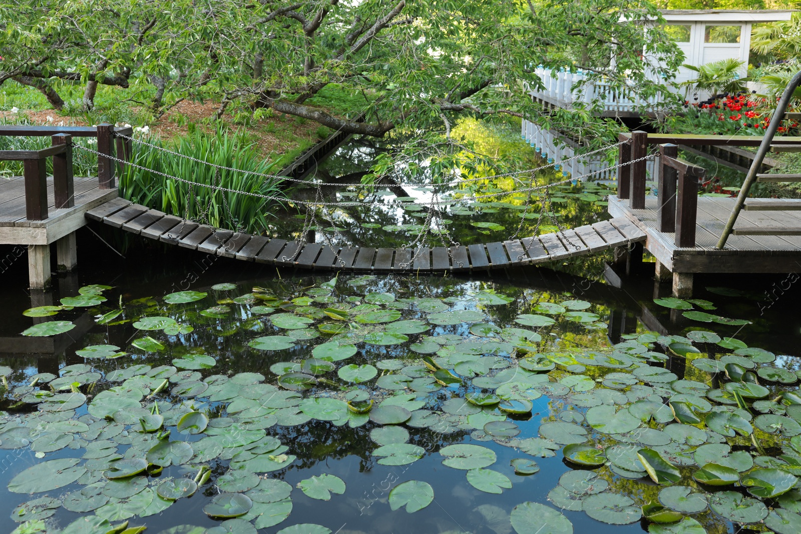 Photo of Hanging wooden bridge over canal with green lotus leaves in park