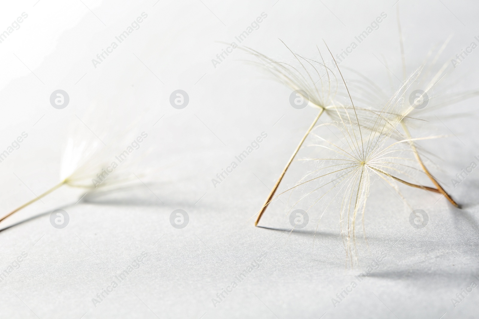 Photo of Dandelion seeds on light background, close up