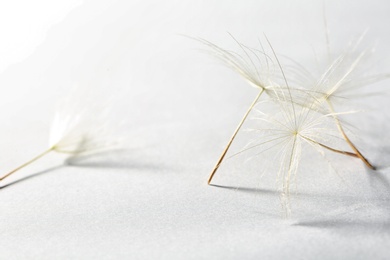 Photo of Dandelion seeds on light background, close up