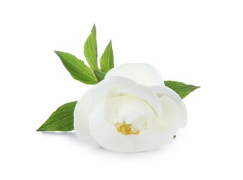 Photo of Beautiful blooming peony flower isolated on white