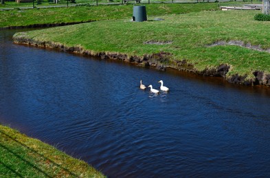 Cute ducks swimming in canal. Aquatic bird