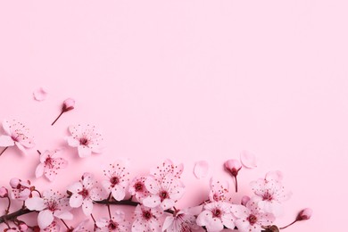 Photo of Blossoming spring tree branch as border on pink background, flat lay. Space for text