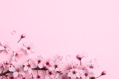 Blossoming spring tree branch as border on pink background, flat lay. Space for text