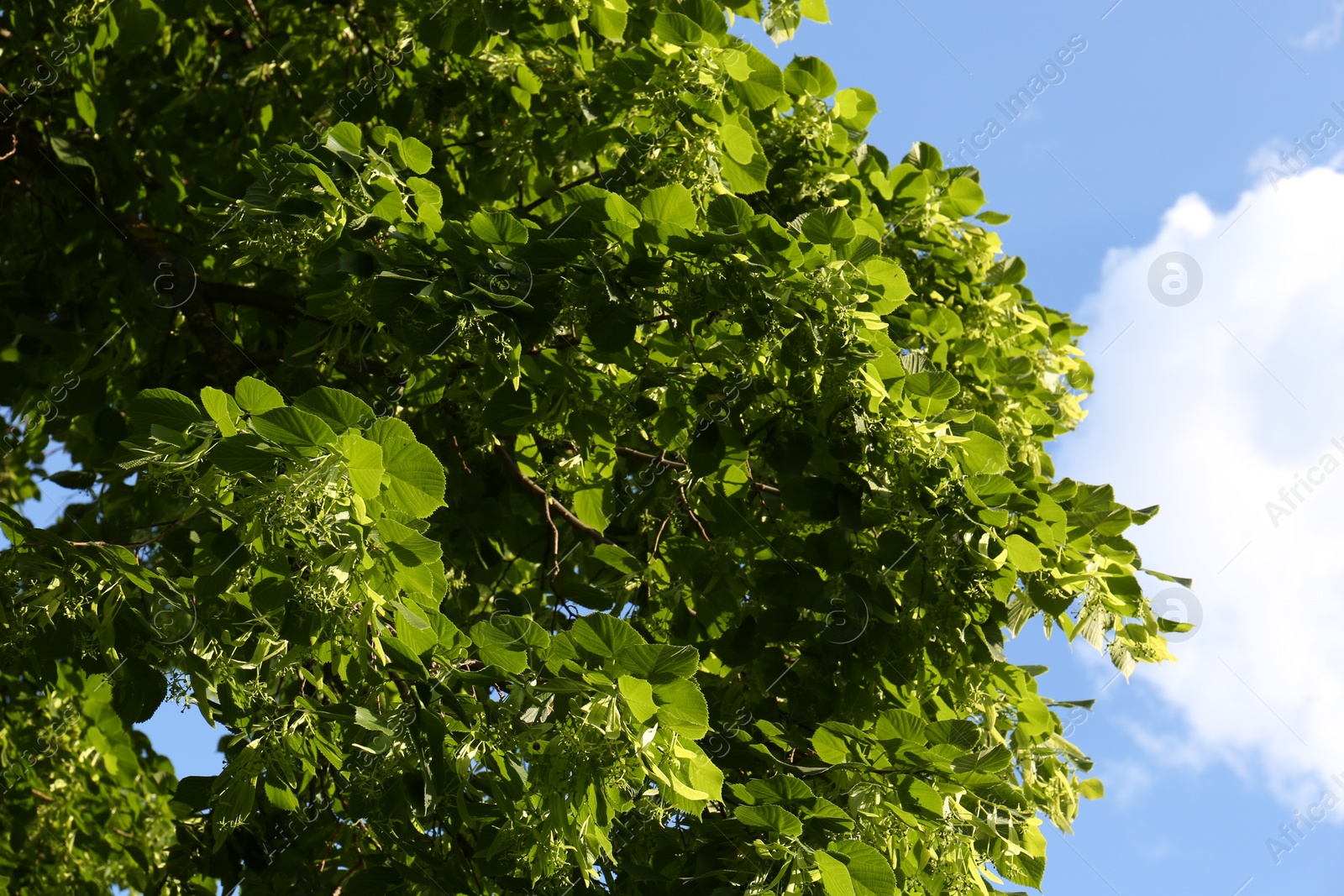 Photo of Beautiful blossoming linden tree outdoors on sunny spring day, low angle view