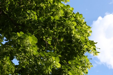 Beautiful blossoming linden tree outdoors on sunny spring day, low angle view