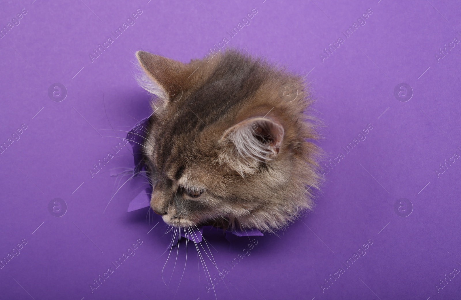 Photo of Cute cat looking through hole in purple paper