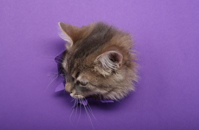 Cute cat looking through hole in purple paper