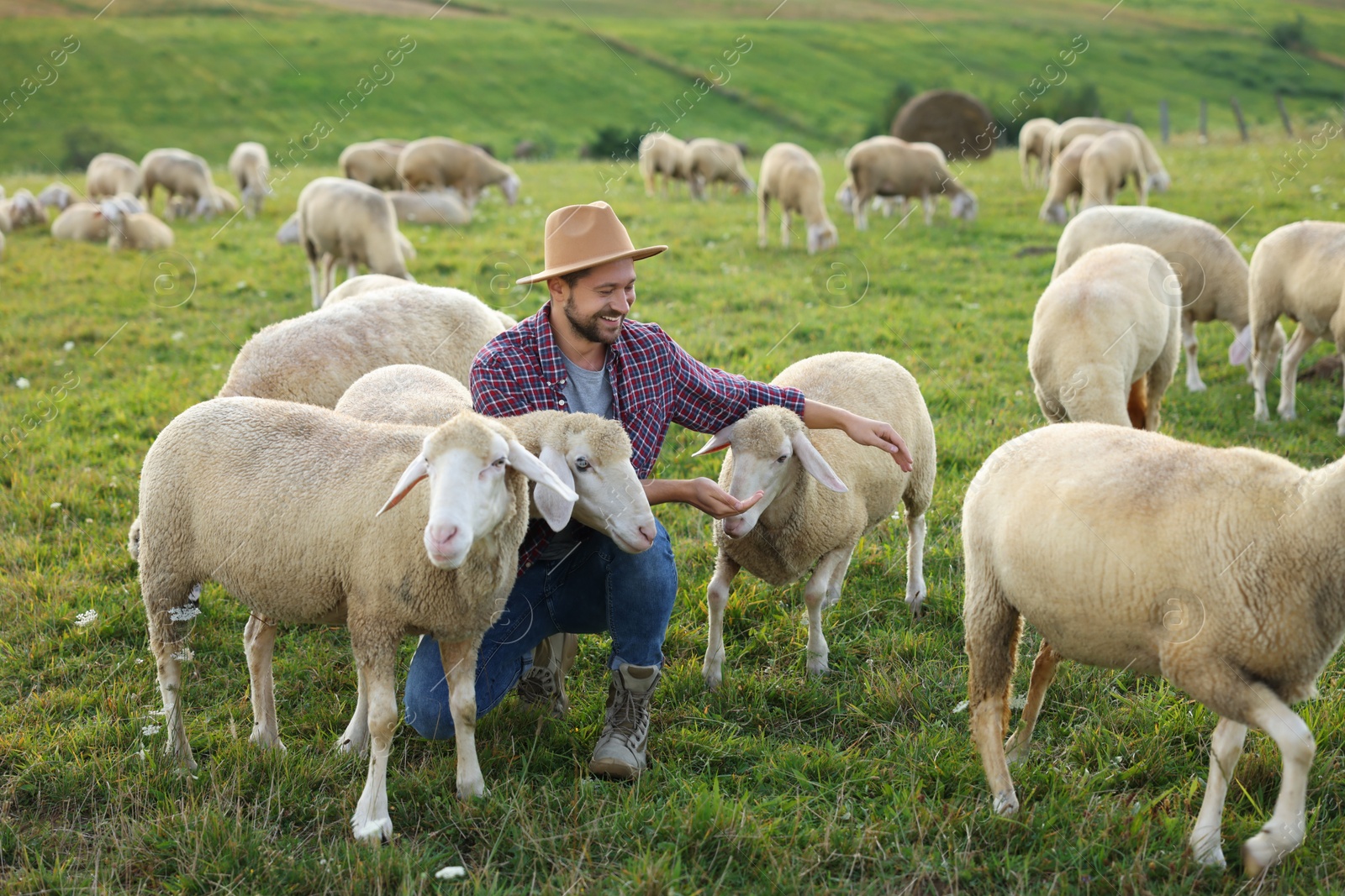 Photo of Smiling man feeding sheep on pasture at farm