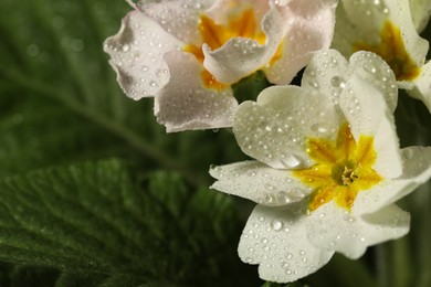 Photo of Closeup view of beautiful blooming flowers with dew drops, space for text