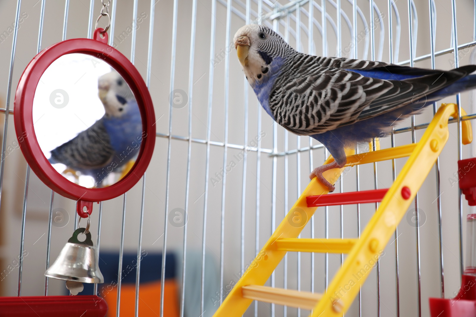 Photo of Beautiful light blue parrot in cage indoors. Cute pet