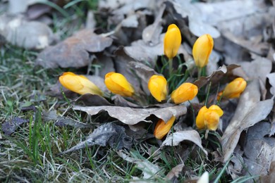 Beautiful yellow crocus flowers growing in grass outdoors