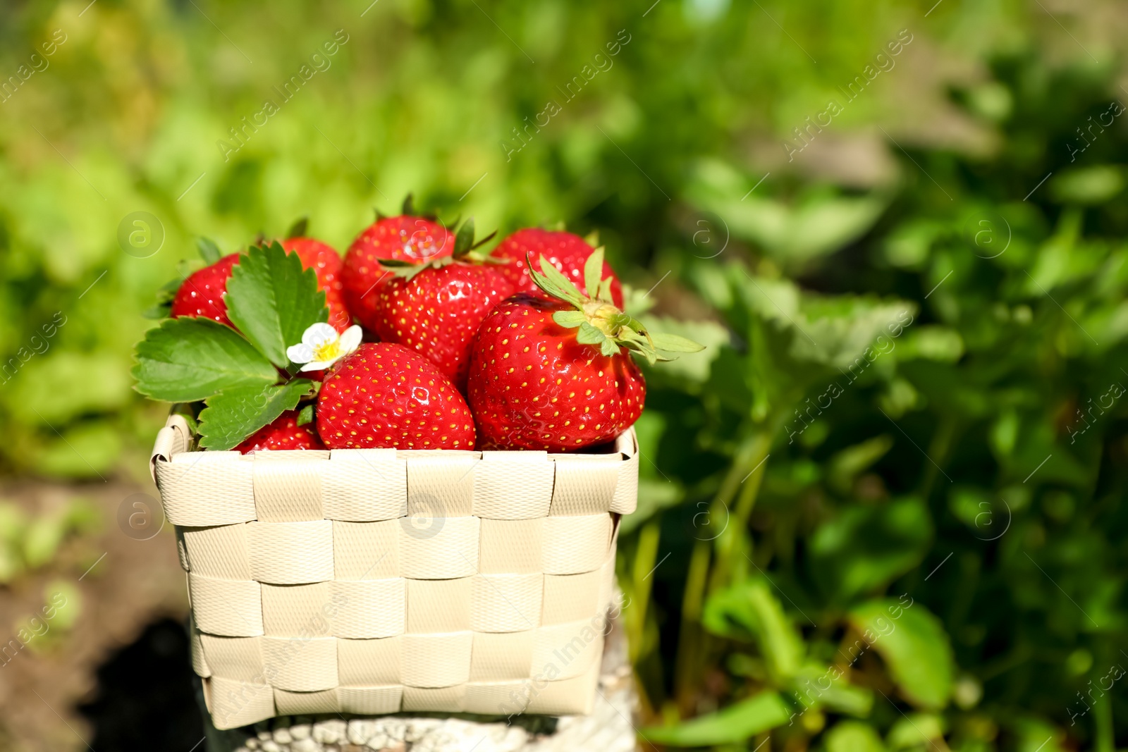 Photo of Basket of ripe strawberries in field on sunny day, closeup