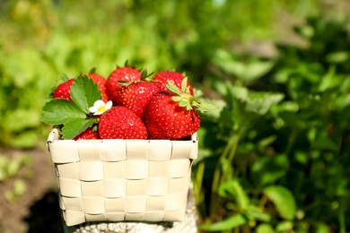 Photo of Basket of ripe strawberries in field on sunny day, closeup