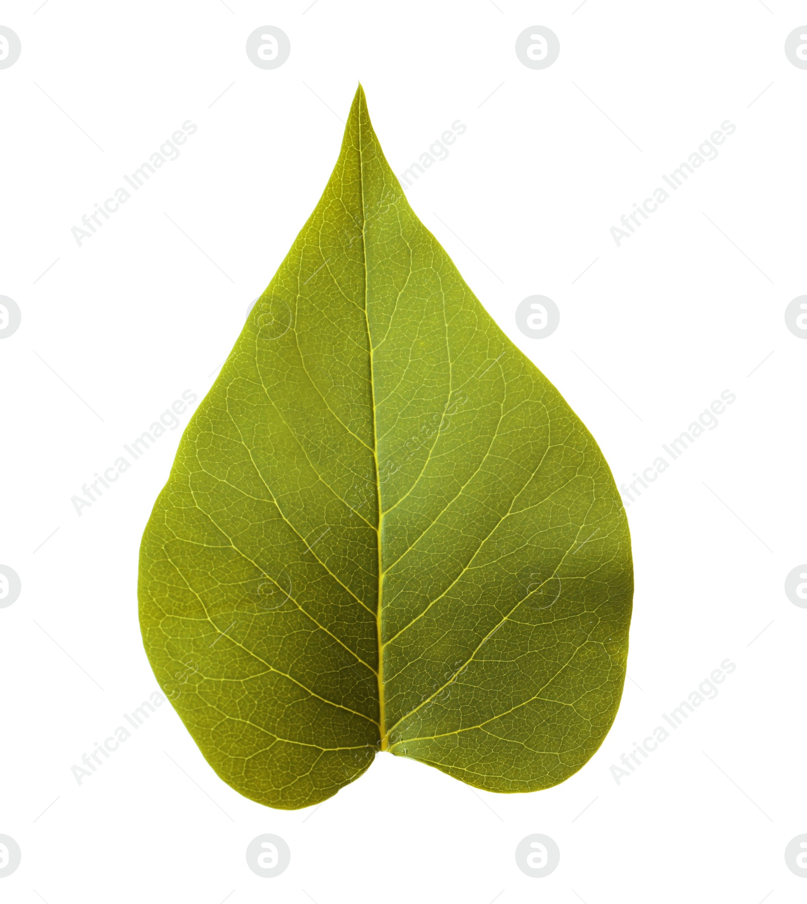 Photo of Leaf of sacred fig tree isolated on white. Buddhism concept