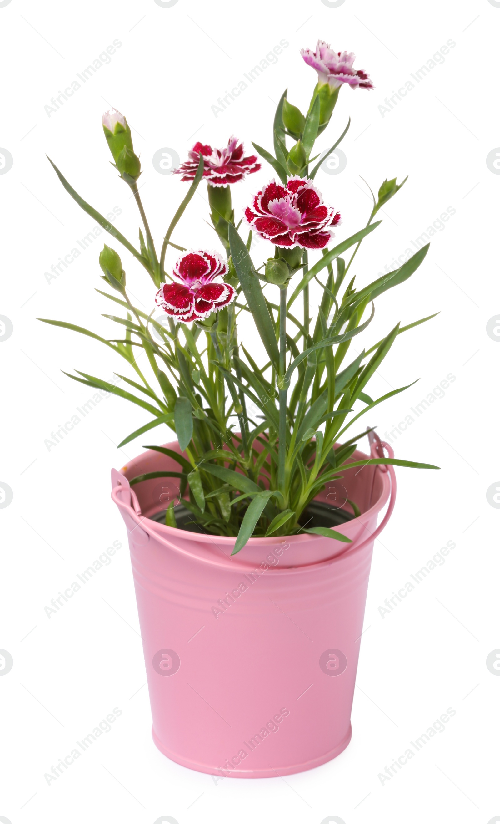 Photo of Beautiful flowers in pink pot isolated on white