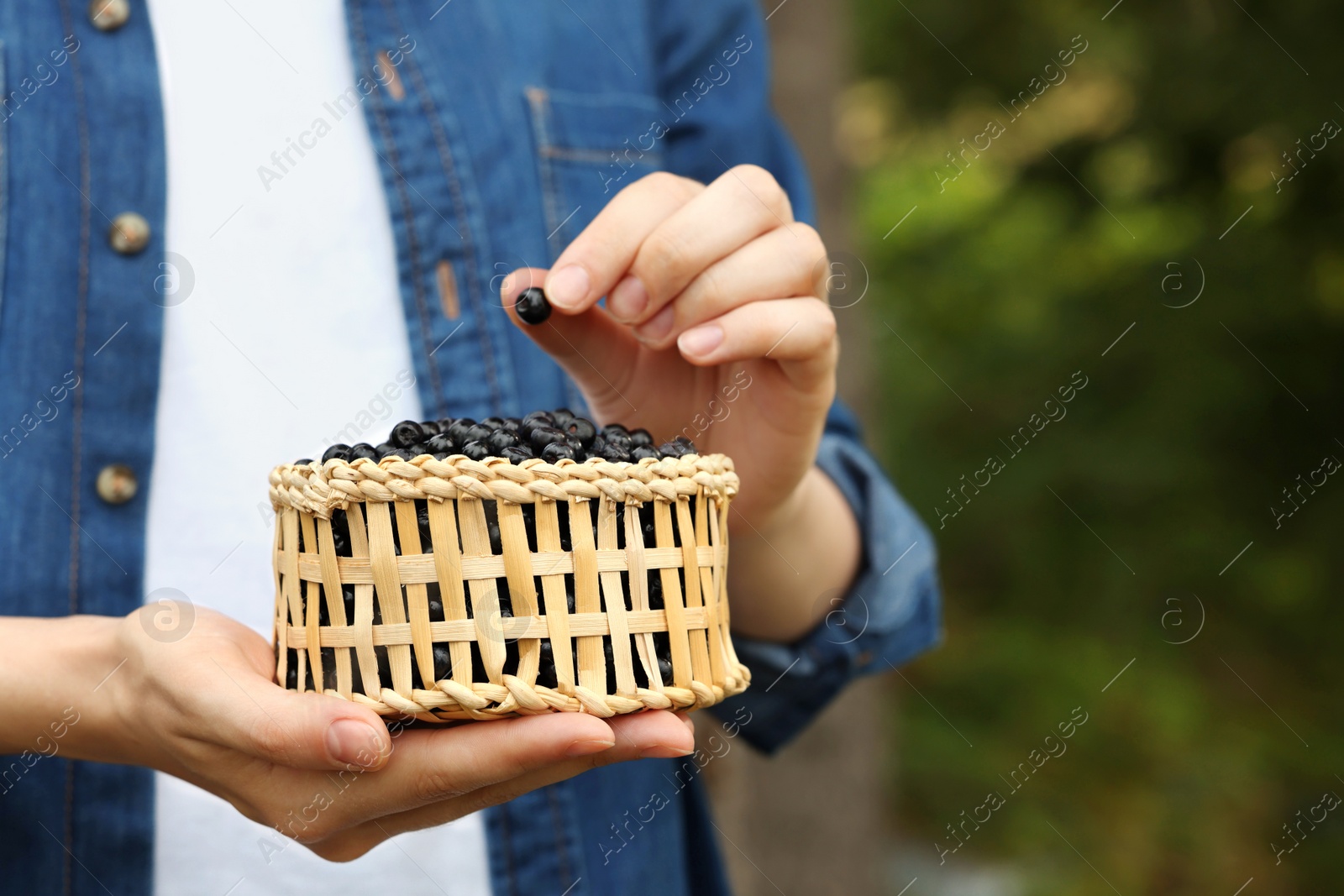 Photo of Woman putting bilberry into wicker bowl outdoors, closeup. Space for text