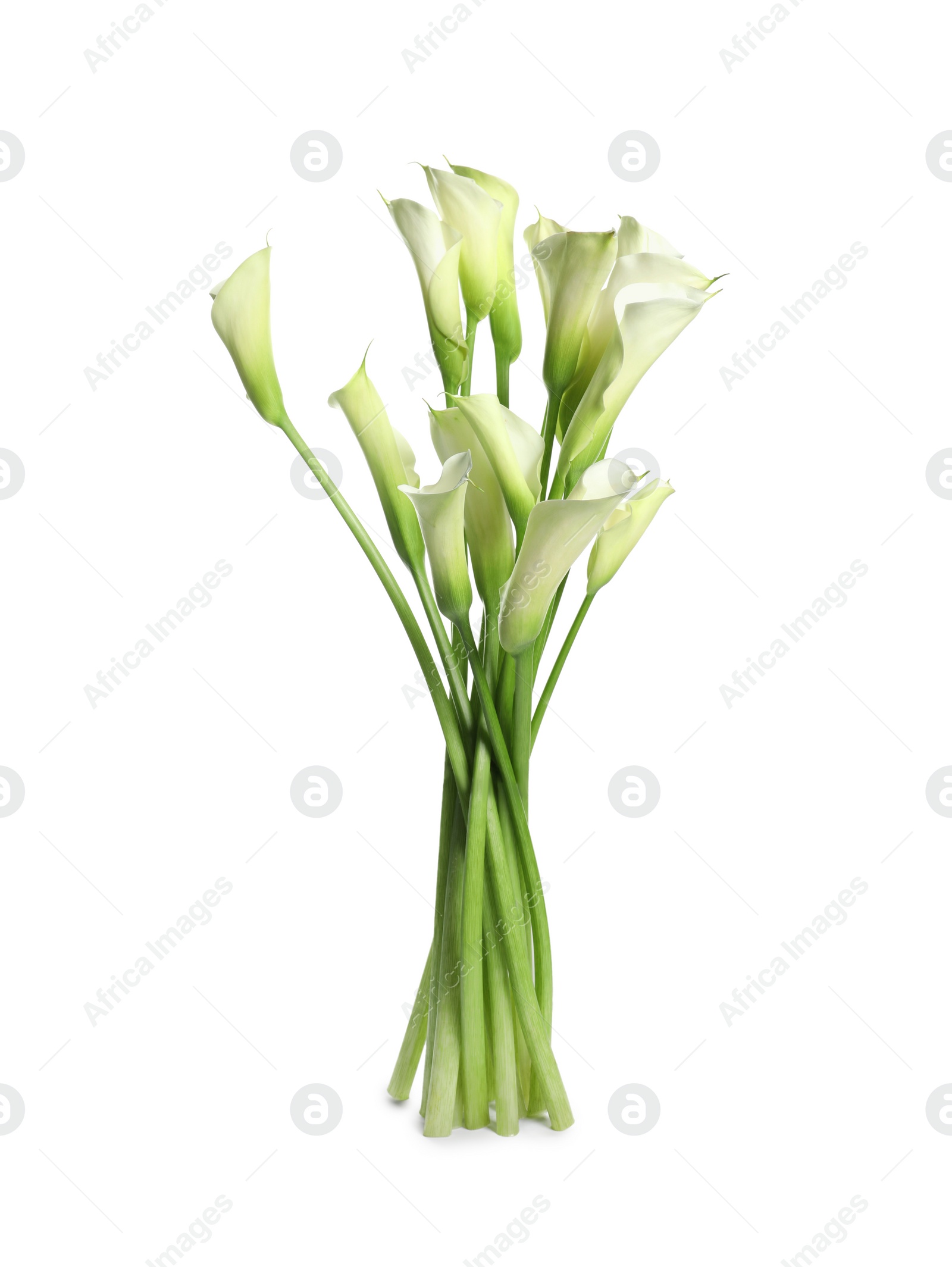 Photo of Bunch of beautiful calla lily flowers on white background