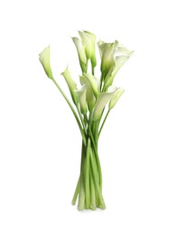 Photo of Bunch of beautiful calla lily flowers on white background