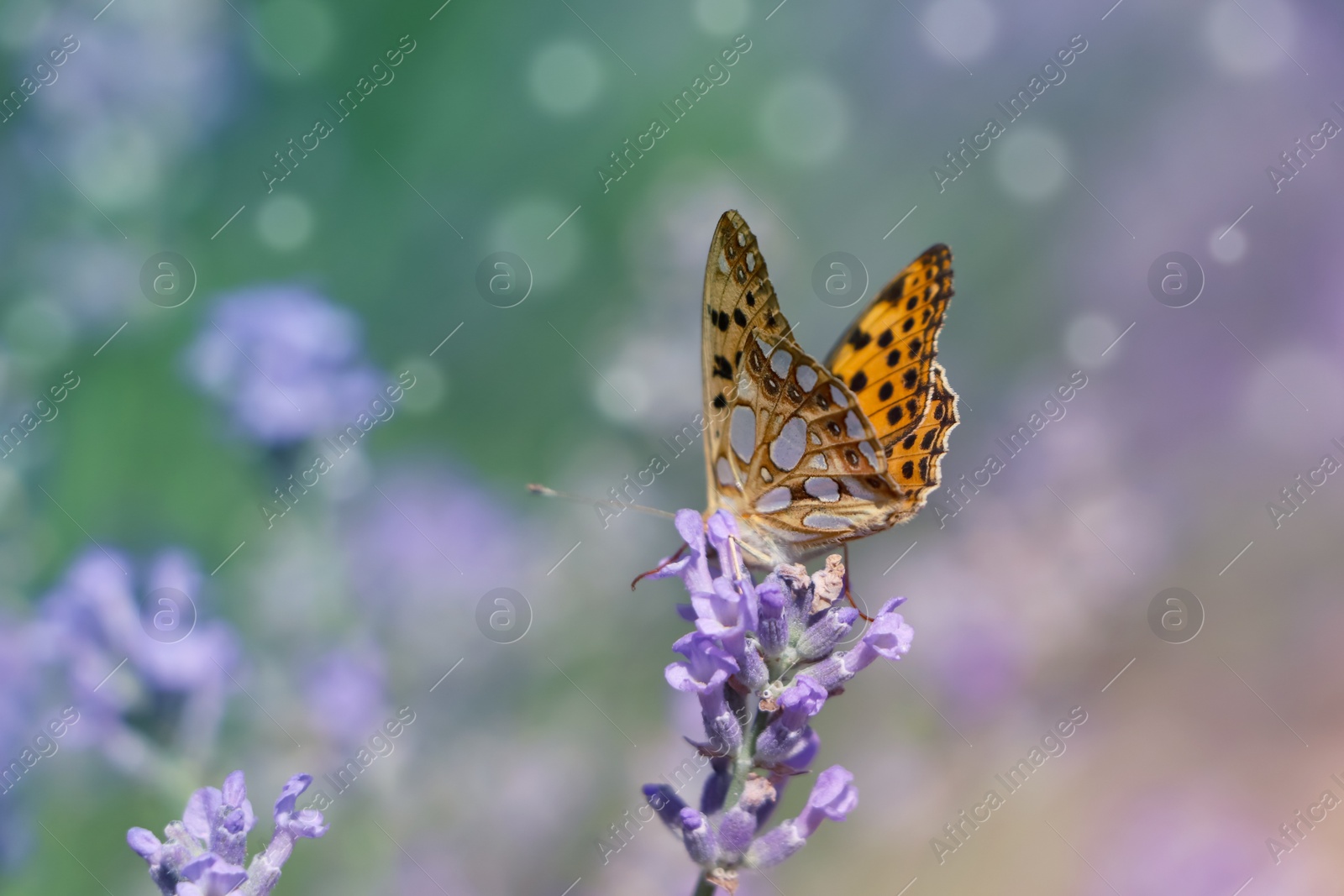 Photo of Beautiful butterfly in lavender field on summer day, closeup. Space for text