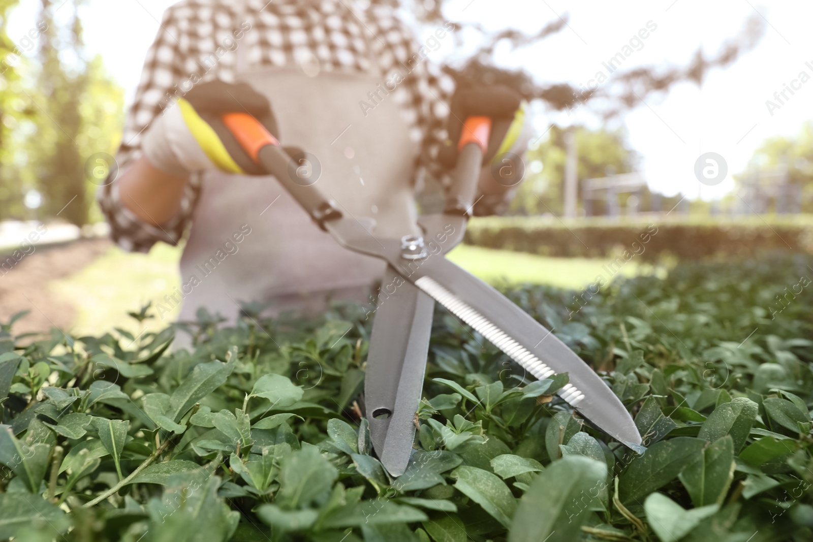 Photo of Woman trimming bush on sunny day, closeup. Gardening time