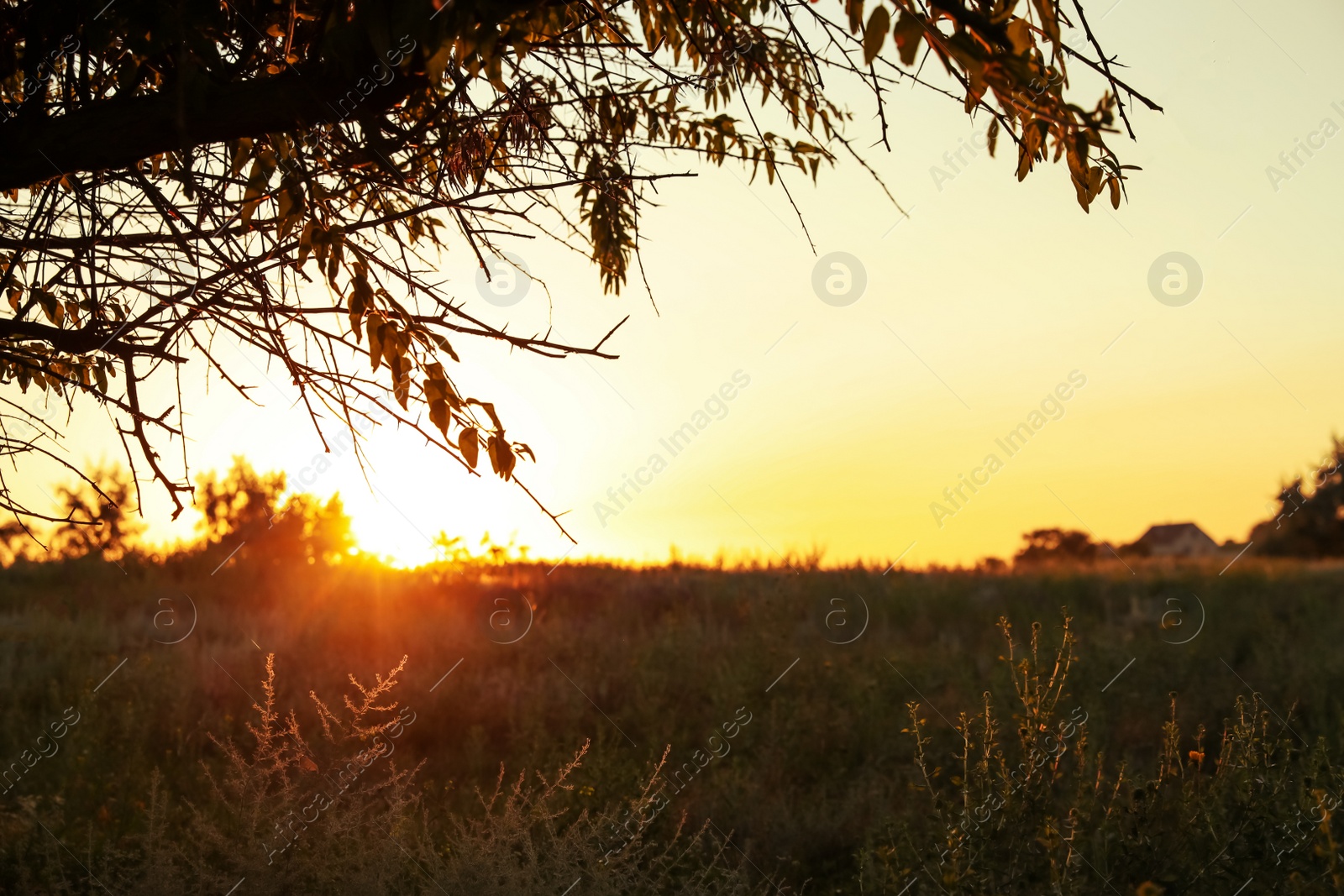 Photo of Beautiful field at sunrise. Early morning landscape