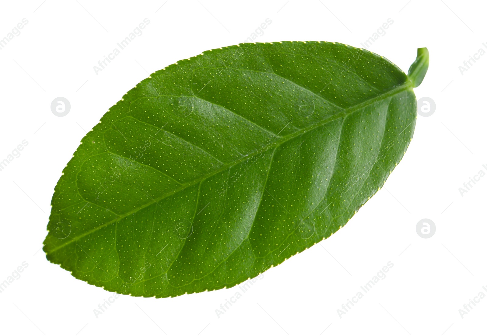 Photo of Green leaf of lemon tree isolated on white