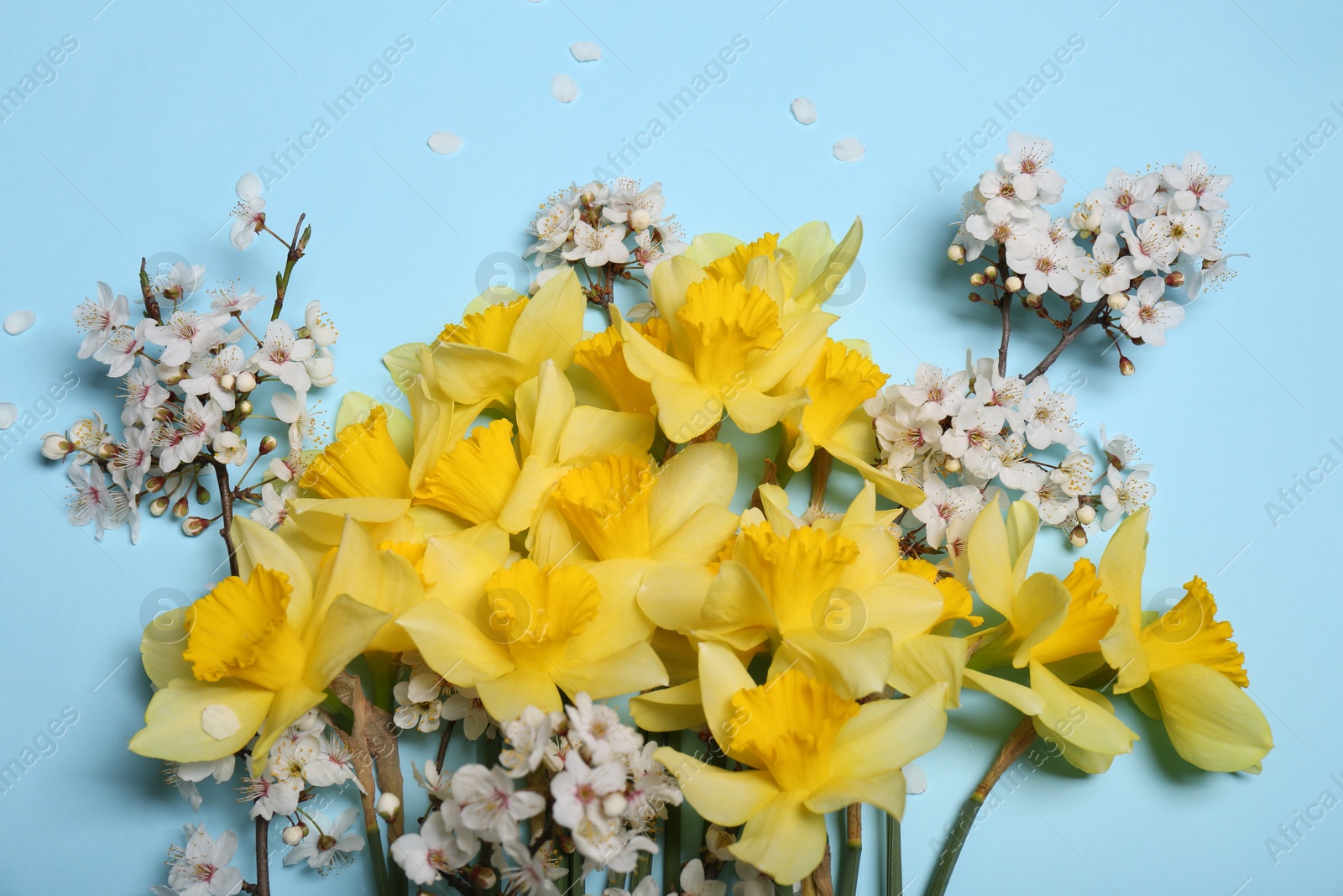 Photo of Beautiful yellow daffodils and cherry blossom on light blue background, flat lay