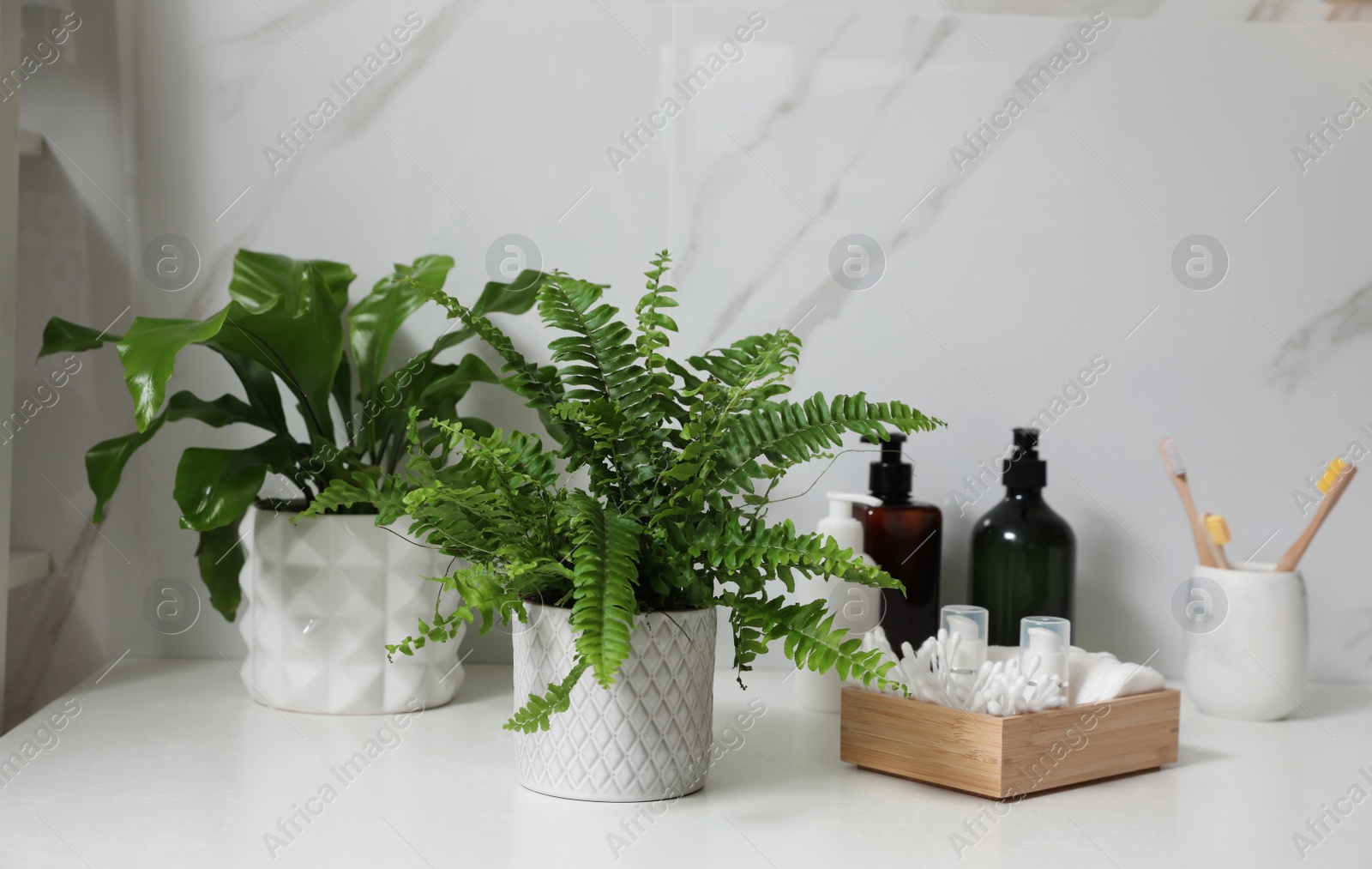 Photo of Beautiful green ferns and toiletries on countertop in bathroom