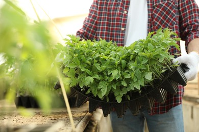 Photo of Man holding seedling tray with young tomato plants in greenhouse, closeup