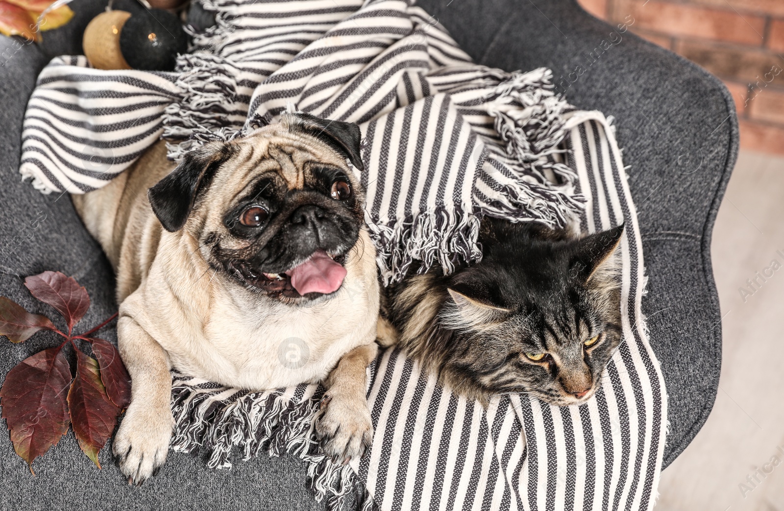 Photo of Cute cat and pug dog with blanket in armchair at home. Cozy winter