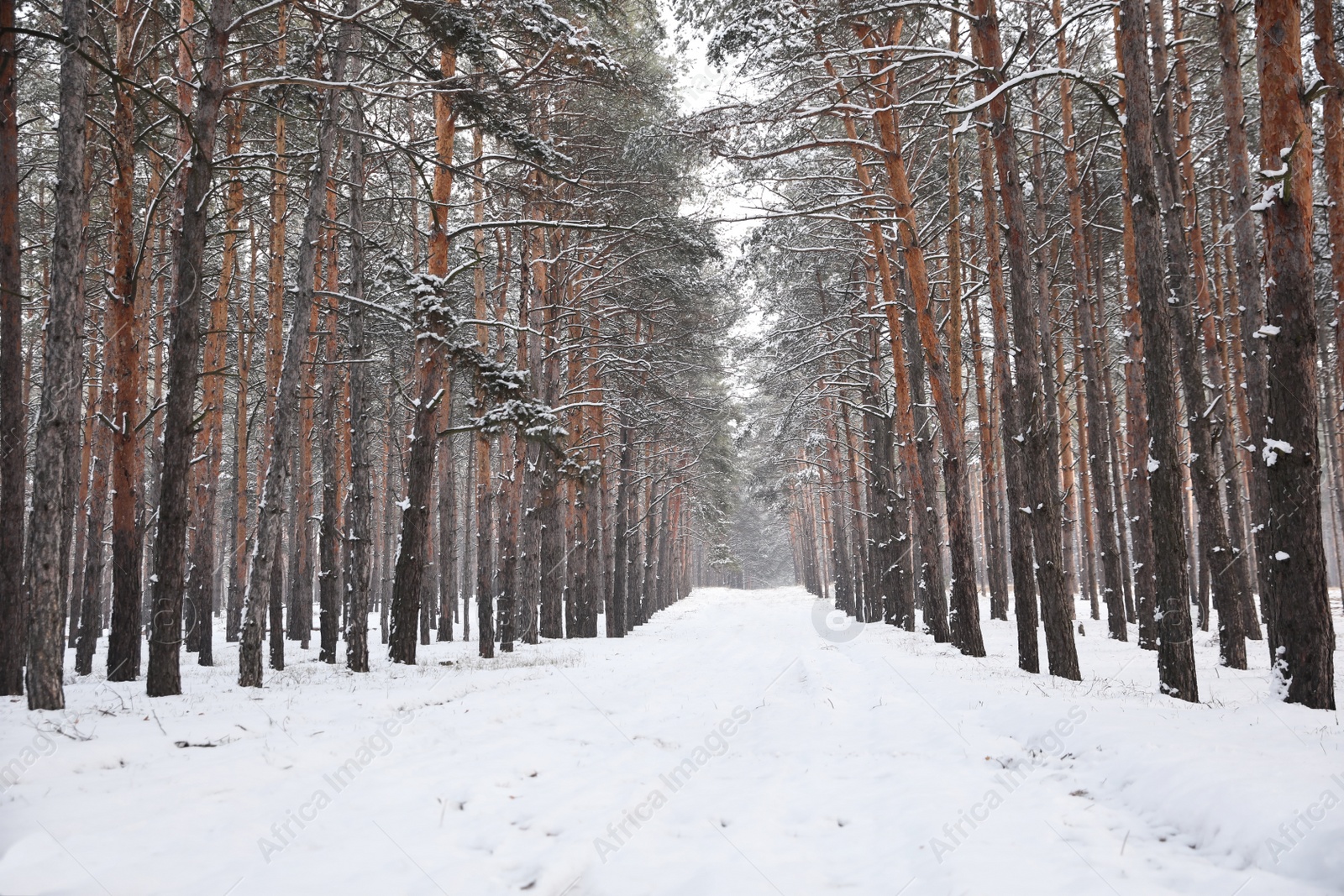 Photo of Beautiful forest covered with snow in winter