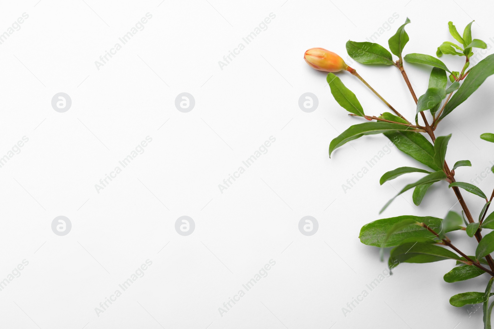 Photo of Pomegranate branch with green leaves and bud on white background, top view. Space for text